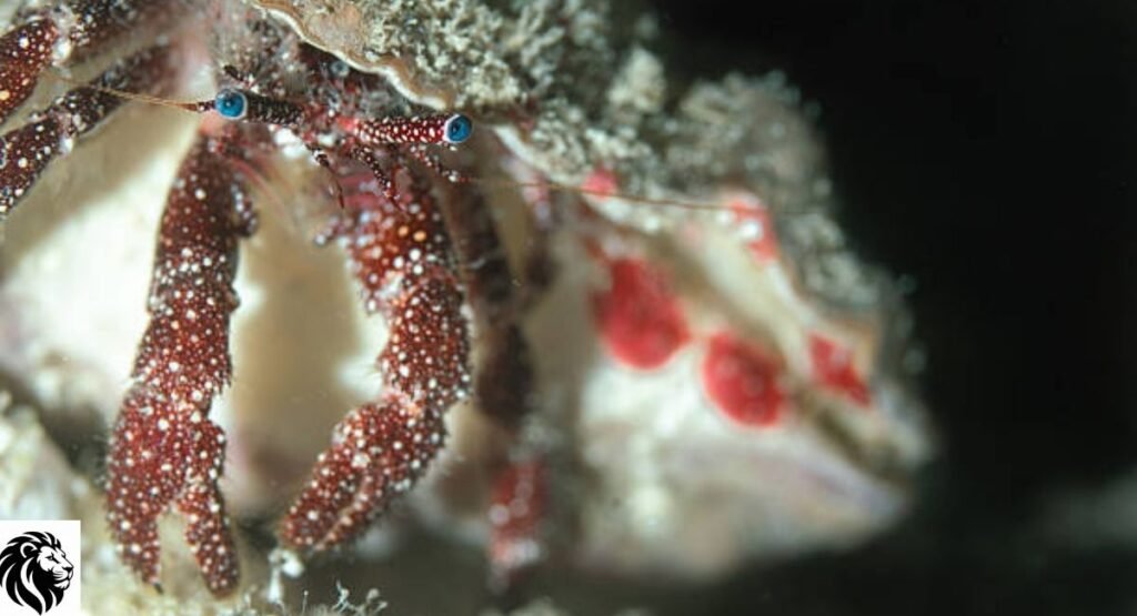 Blue-Eyed Hermit Crab