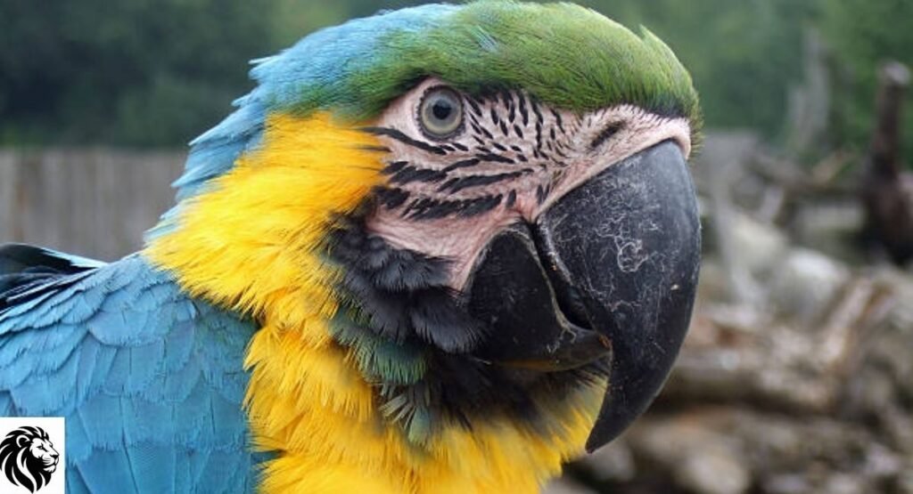 Blue-Eyed Macaw
