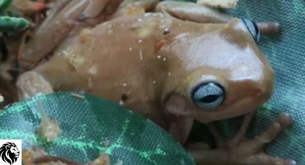Blue-Eyed White Tree Frog