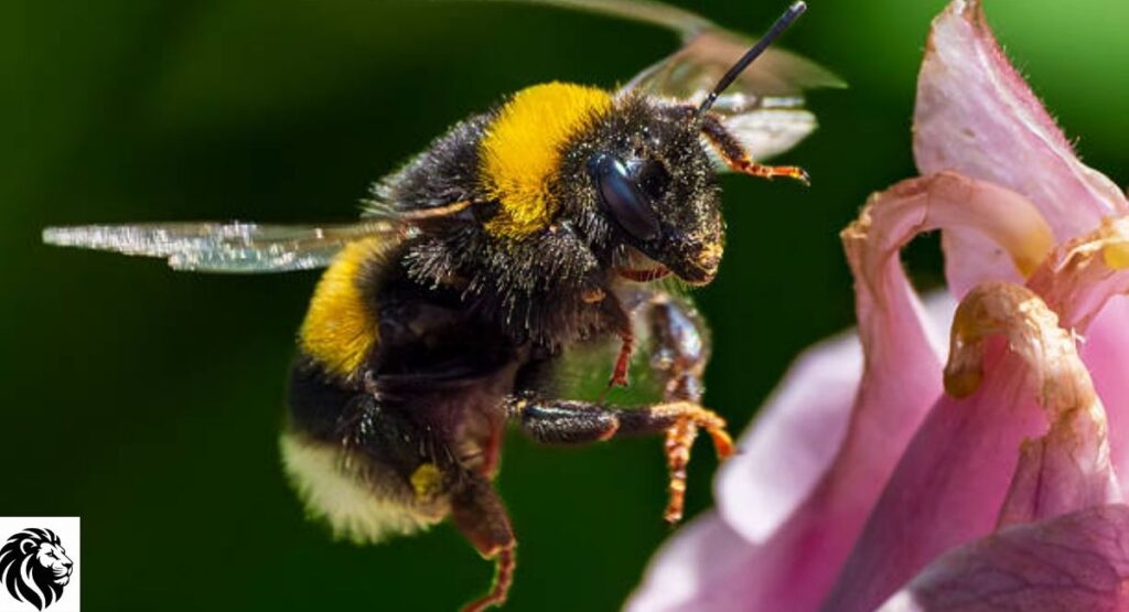 Bumblebee