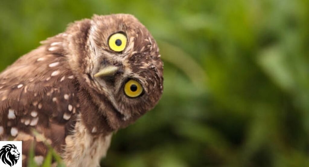 Burrowing Owl