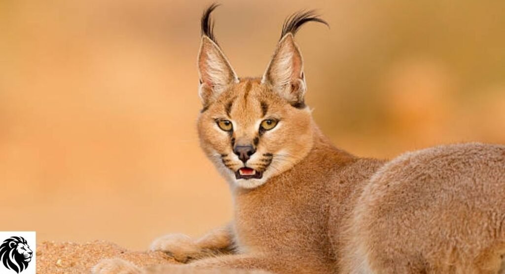 Caracal