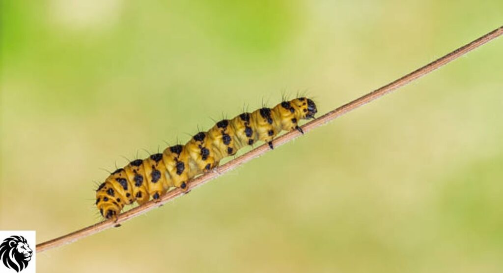 Cinnabar Moth