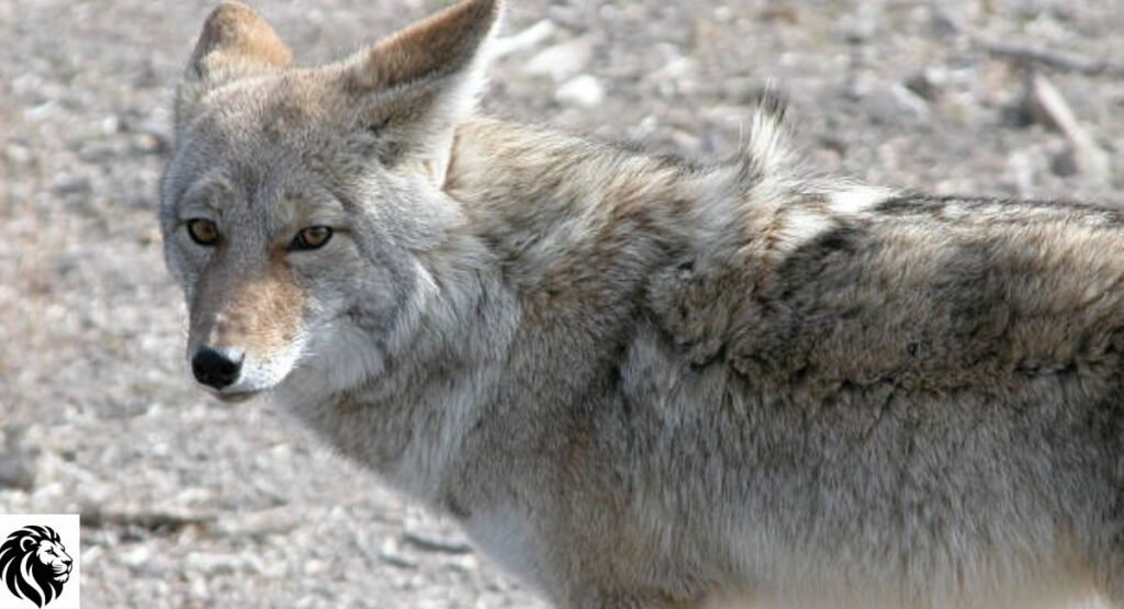 Coyote
