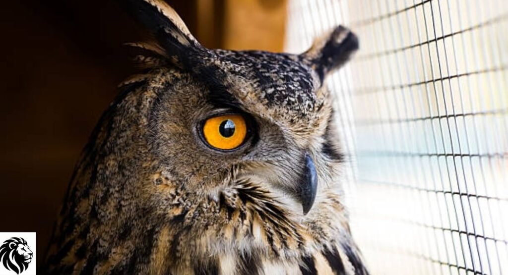 Eurasian Eagle-Owl