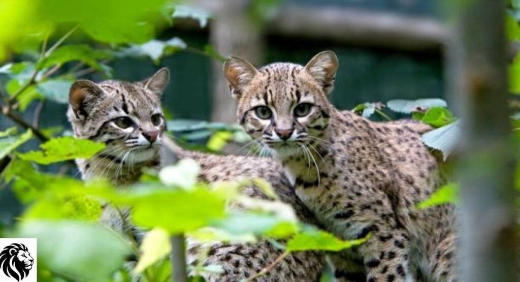 Geoffroy's Cat