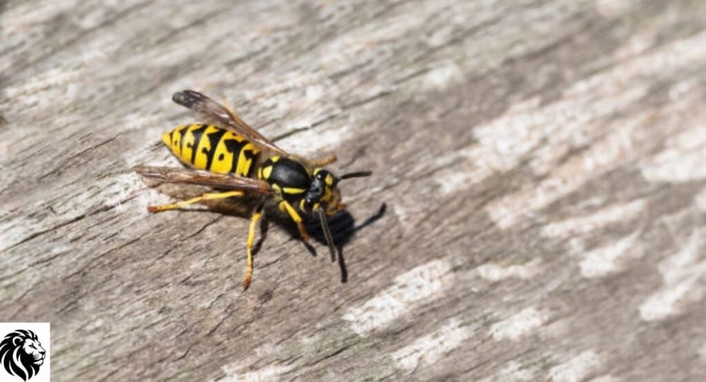 German Yellow Jacket