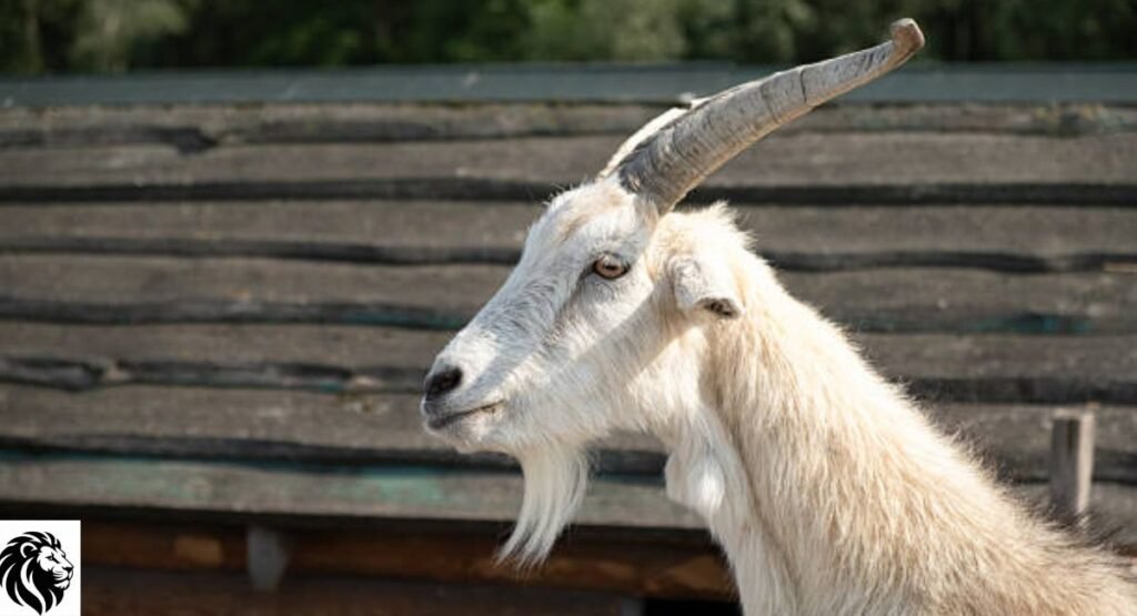 Goat