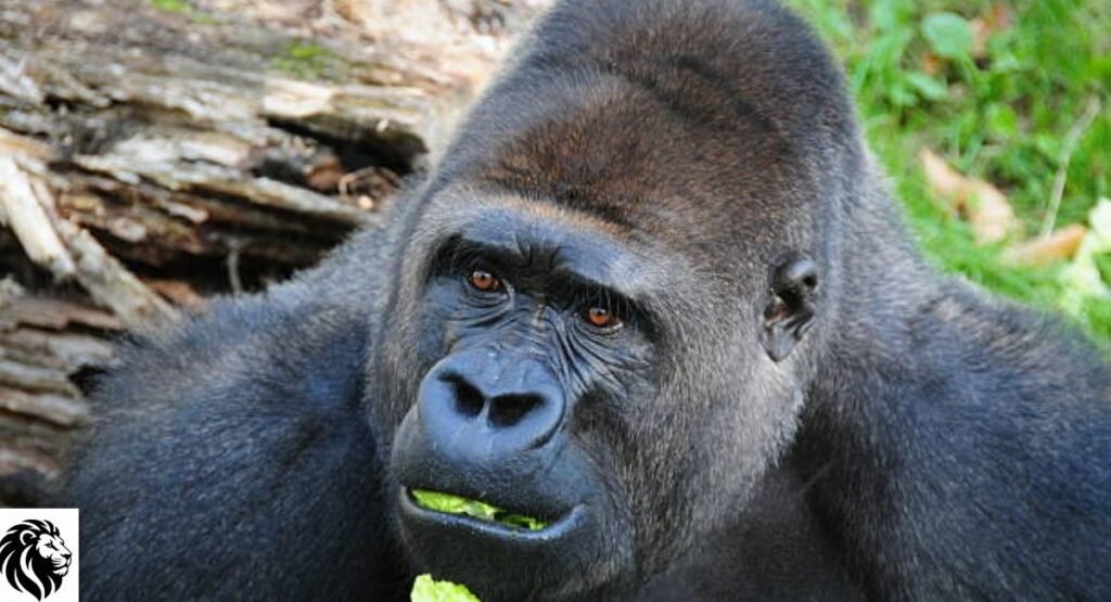 Gorilla