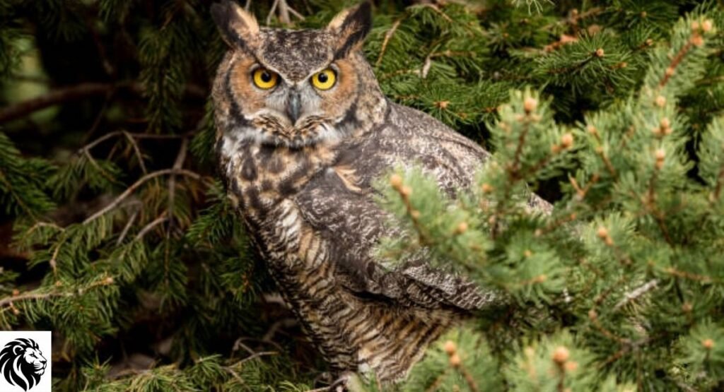 Great Horned Owl