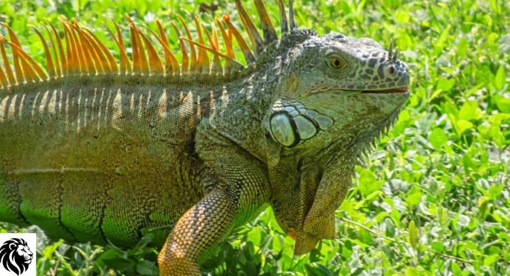 Green Iguana