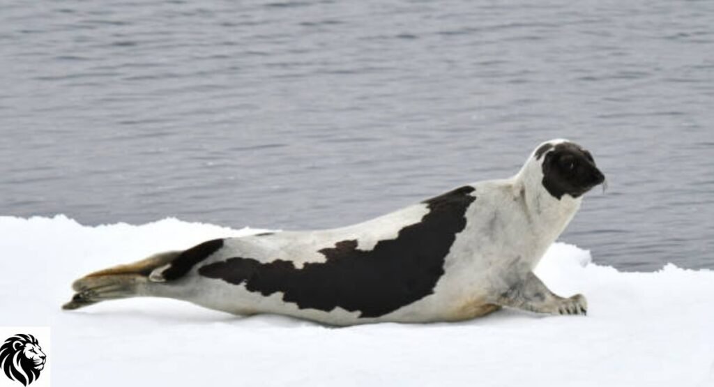 Harp Seal