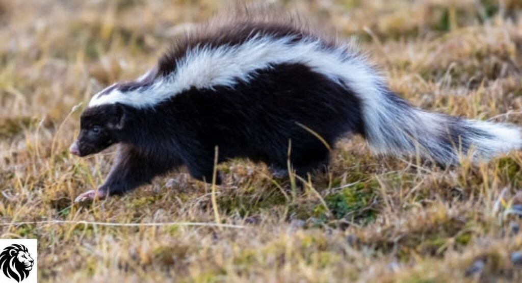 Humboldt’s Hog-Nosed Skunk