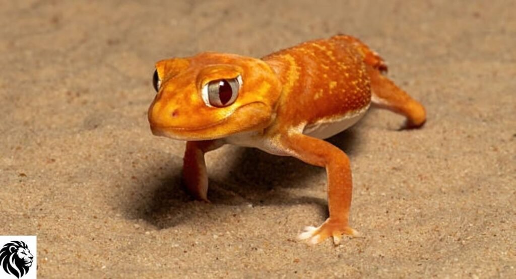 Leopard Gecko