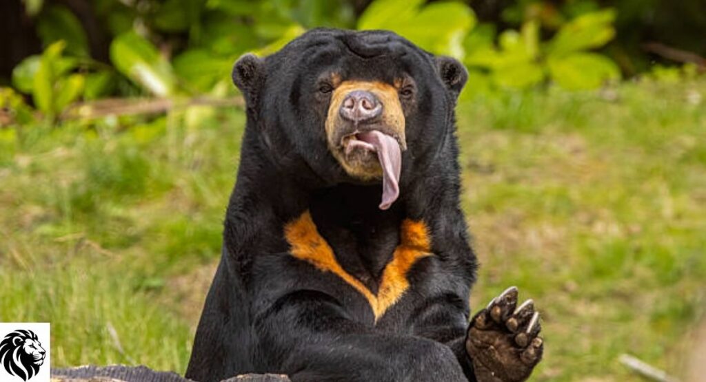 Malayan Sun Bear