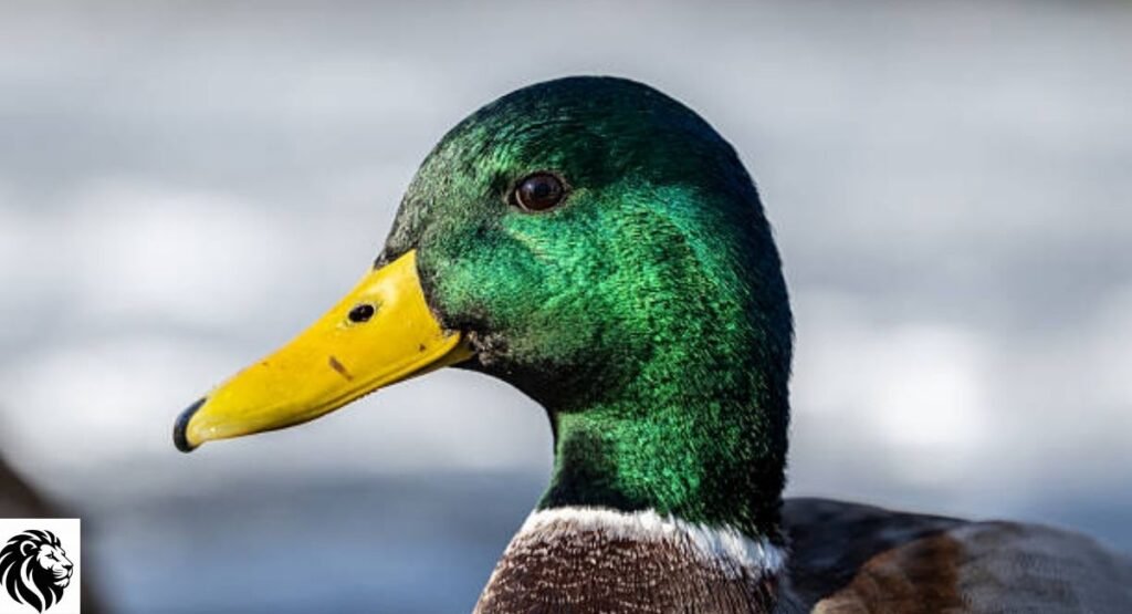 Mallard