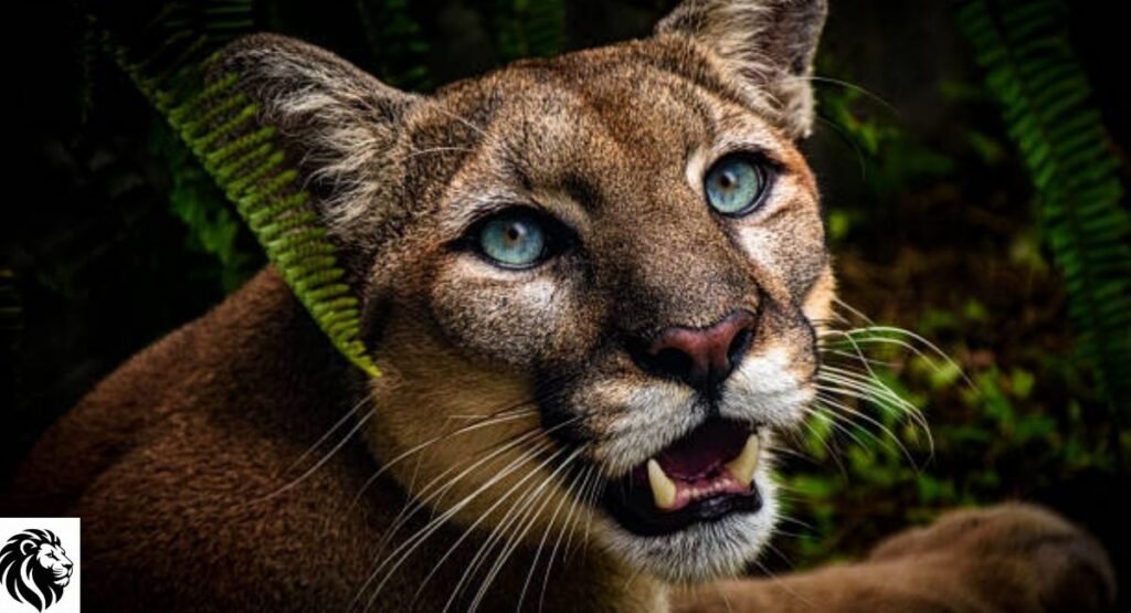 Mountain Lion