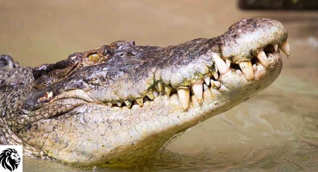 Nile Crocodile