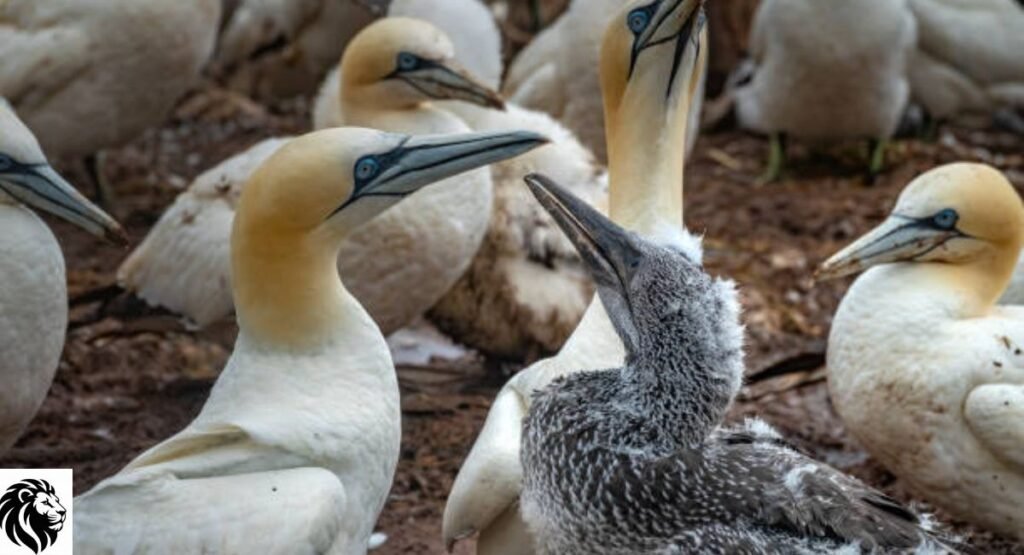 Northern Gannet