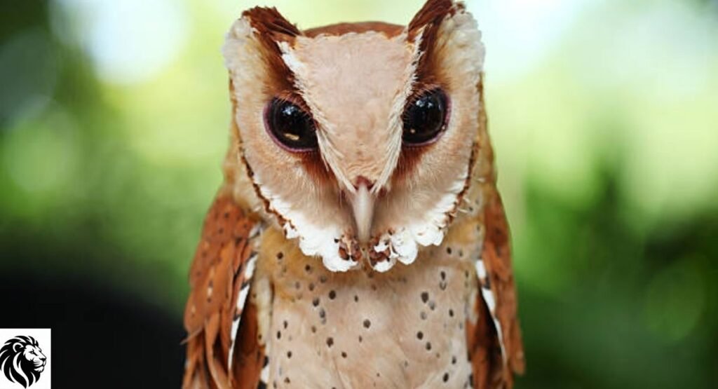 Oriental Bay Owl