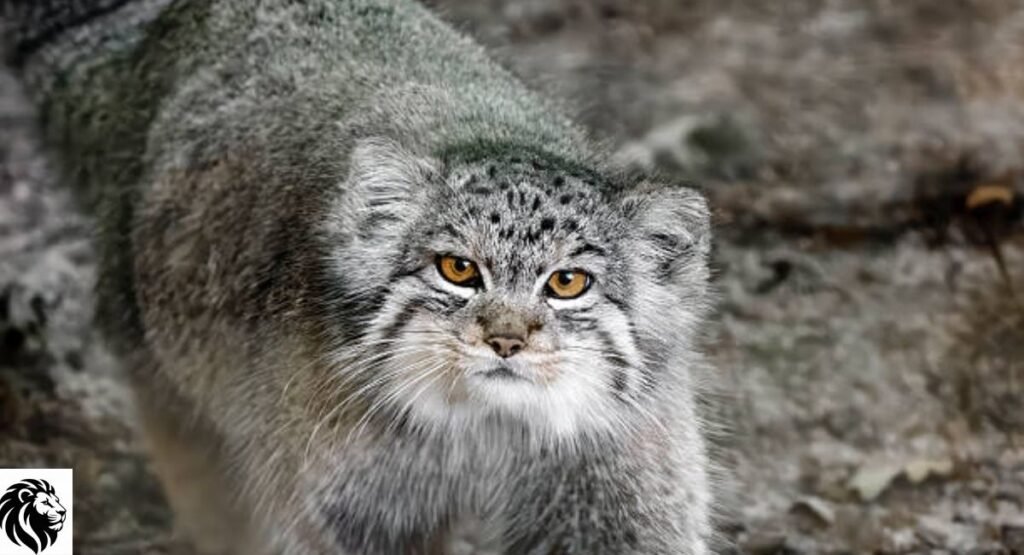 Pallas's Cat