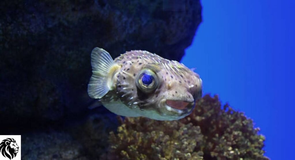Porcupinefish