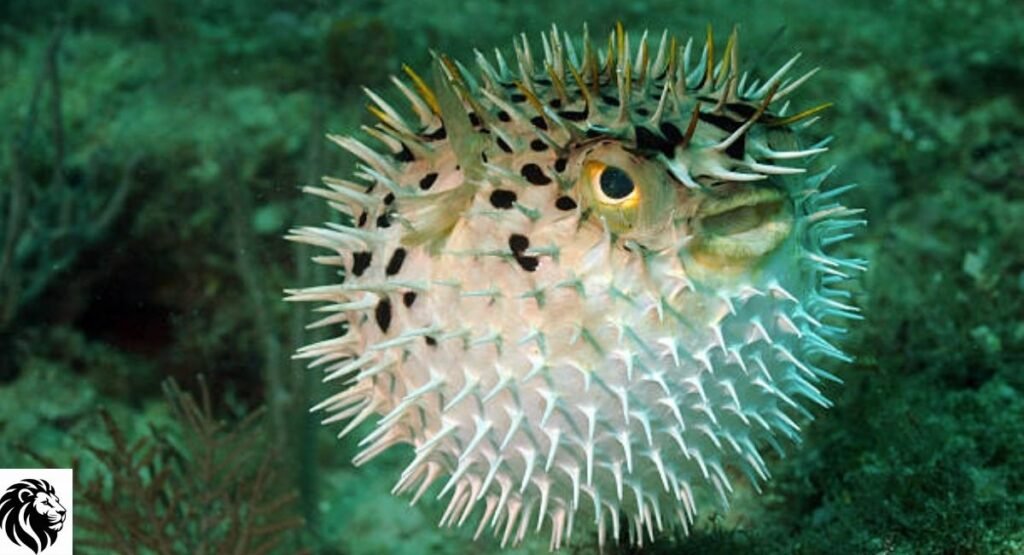 Pufferfish