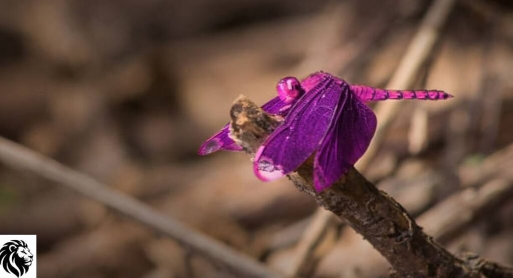 Purple Emperor Dragonfly