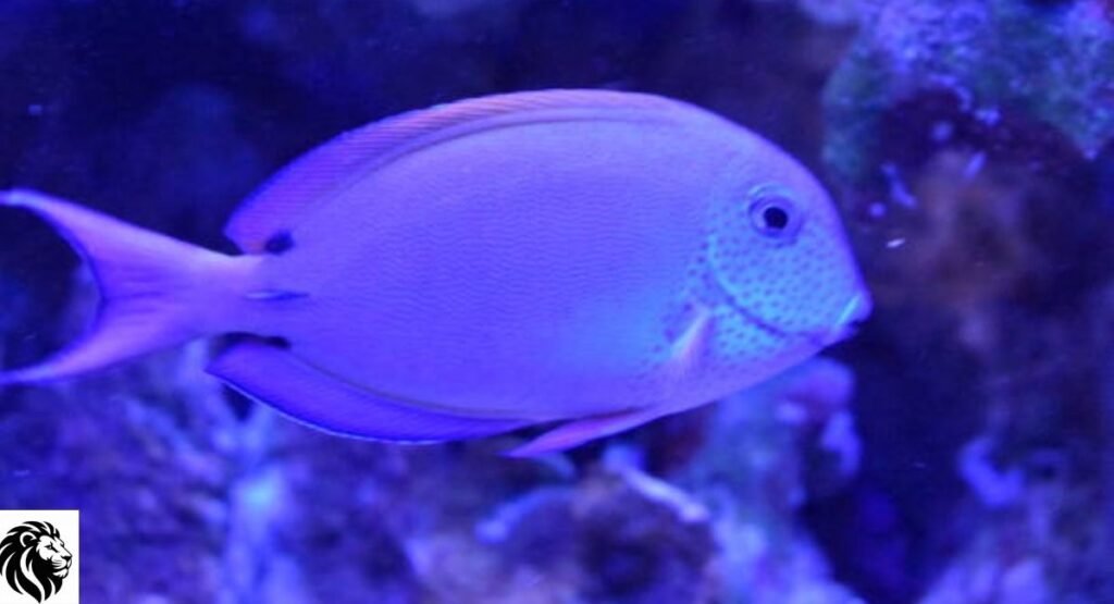 Purple Tang