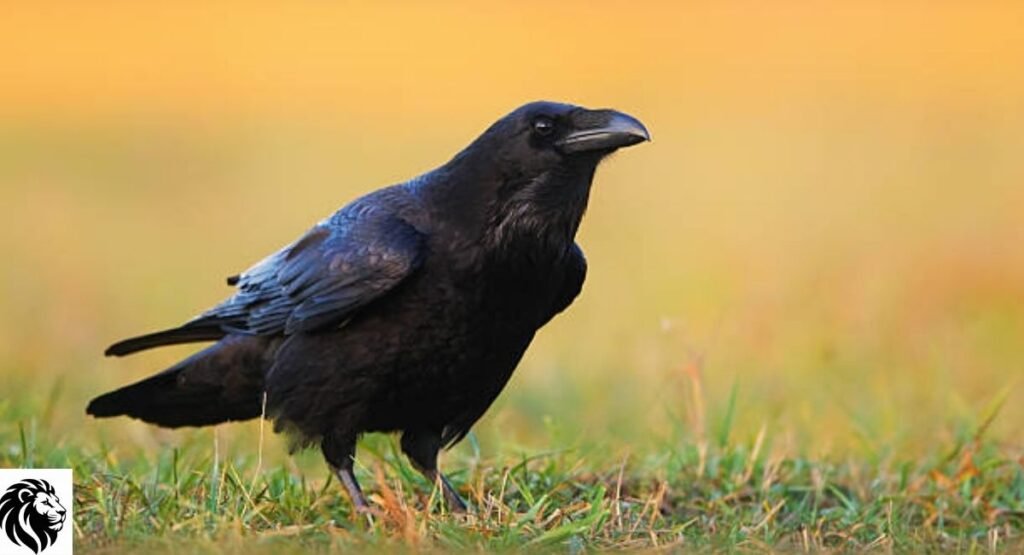 Raven