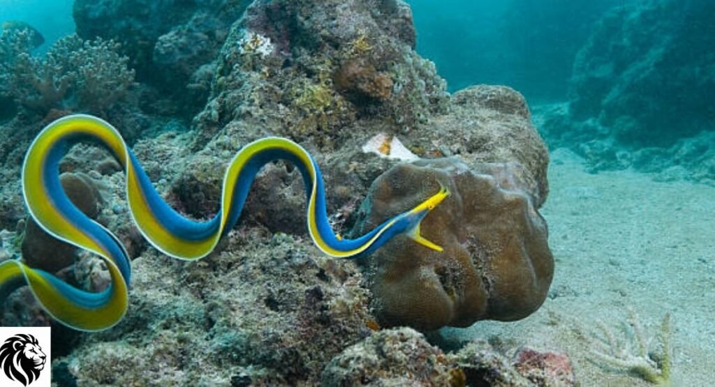 Ribbon Eel