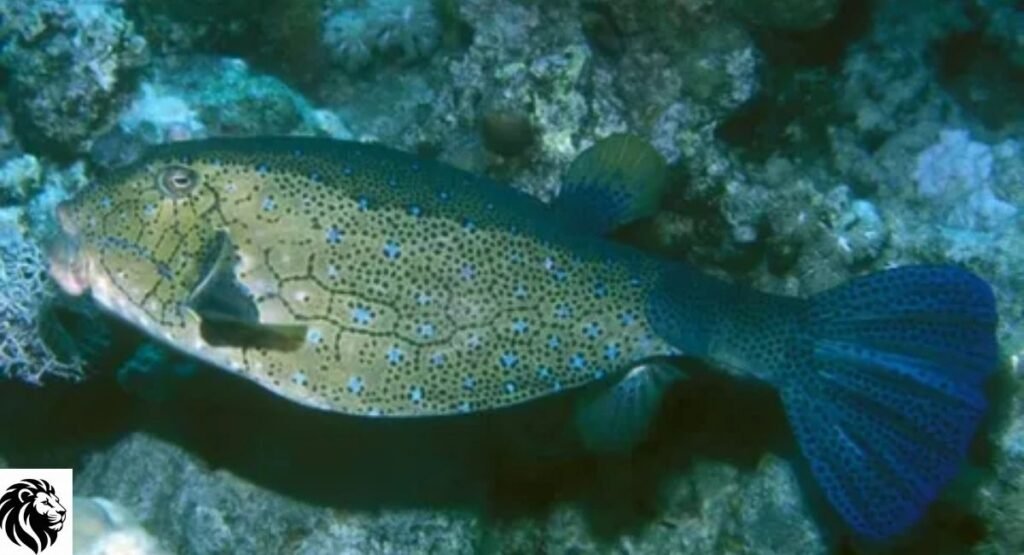 Shortnose Boxfish