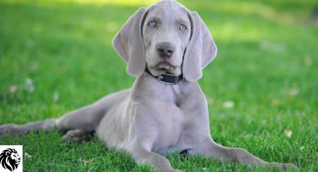 Weimaraner