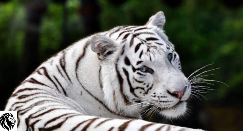 White Tiger