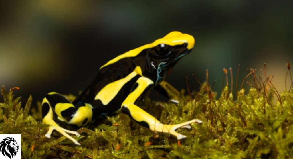 Yellow-and-Black Dart Frog