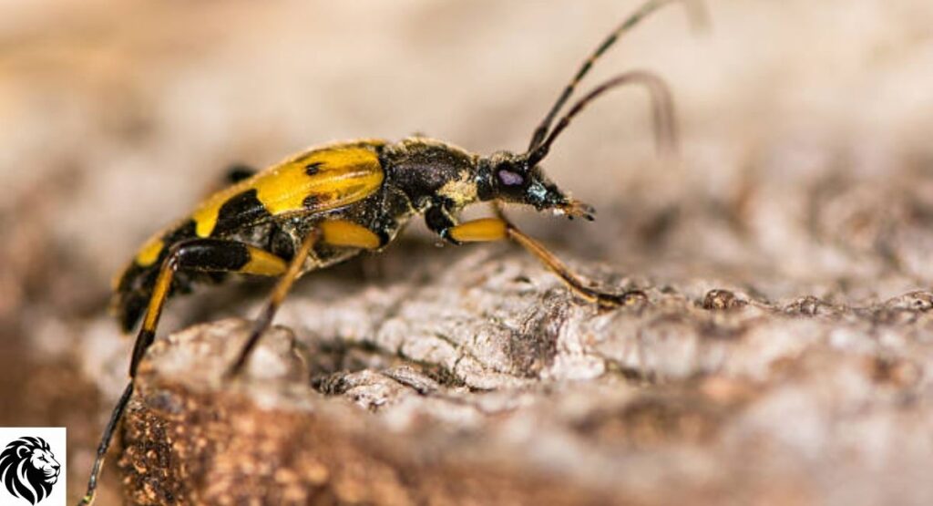 Yellow-and-Black Longhorn Beetle