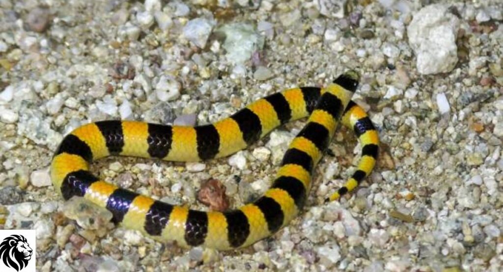 Yellow-banded Sea Krait