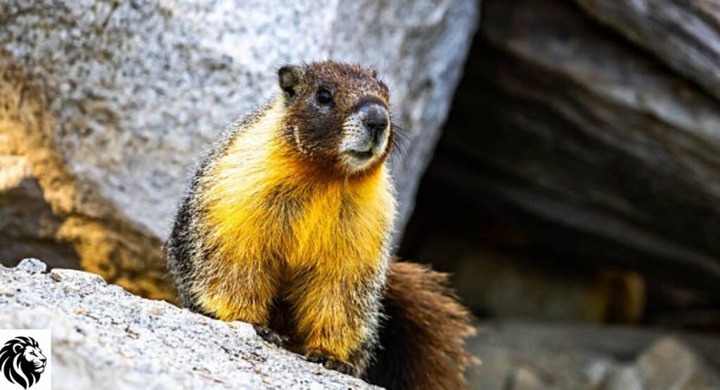 Yellow-bellied Marmot