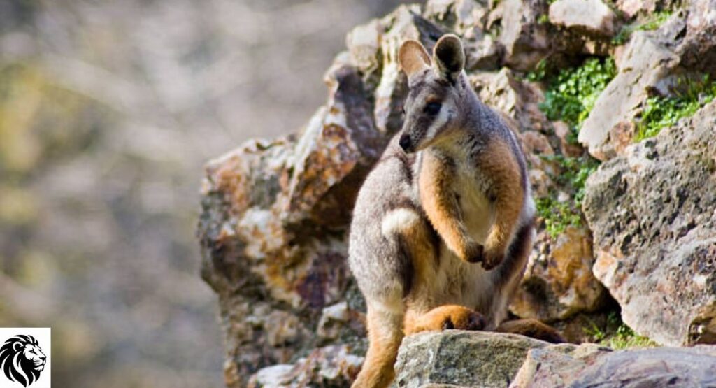 Yellow-footed Rock-wallaby