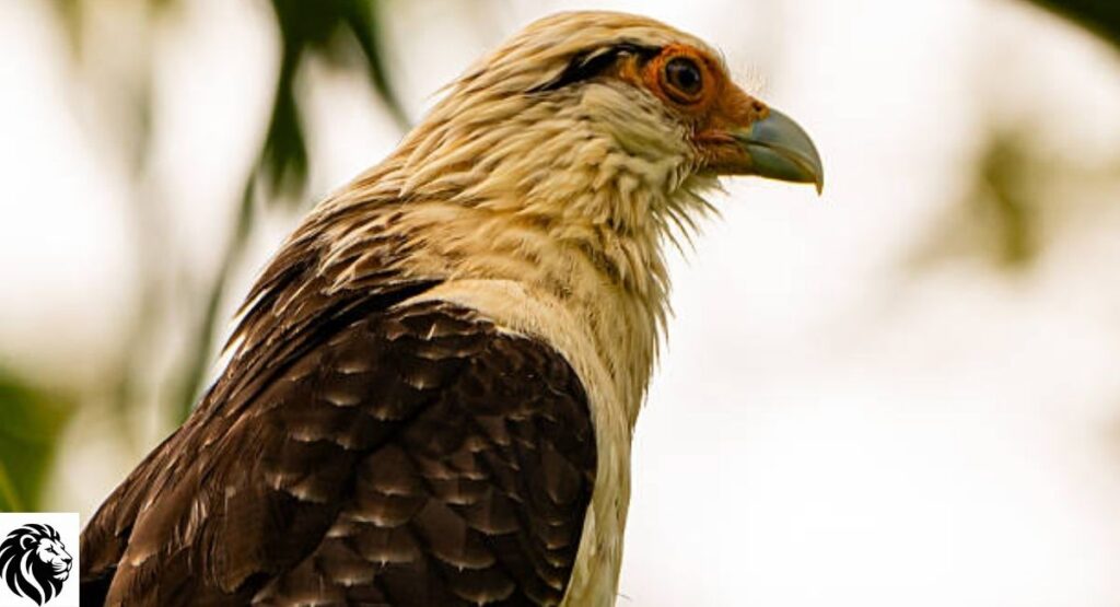 Yellow-headed Caracara