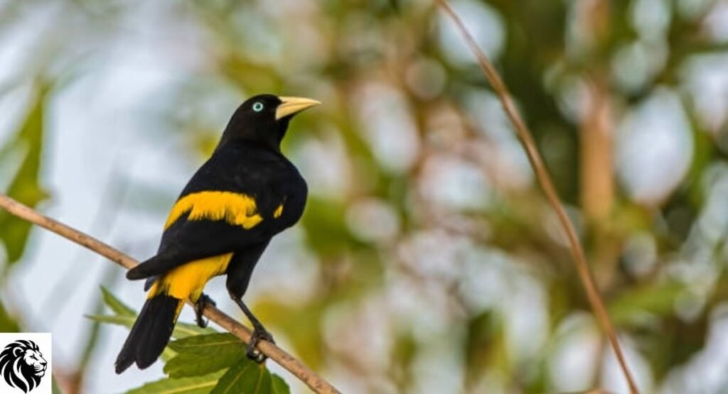 Yellow-Rumped Cacique